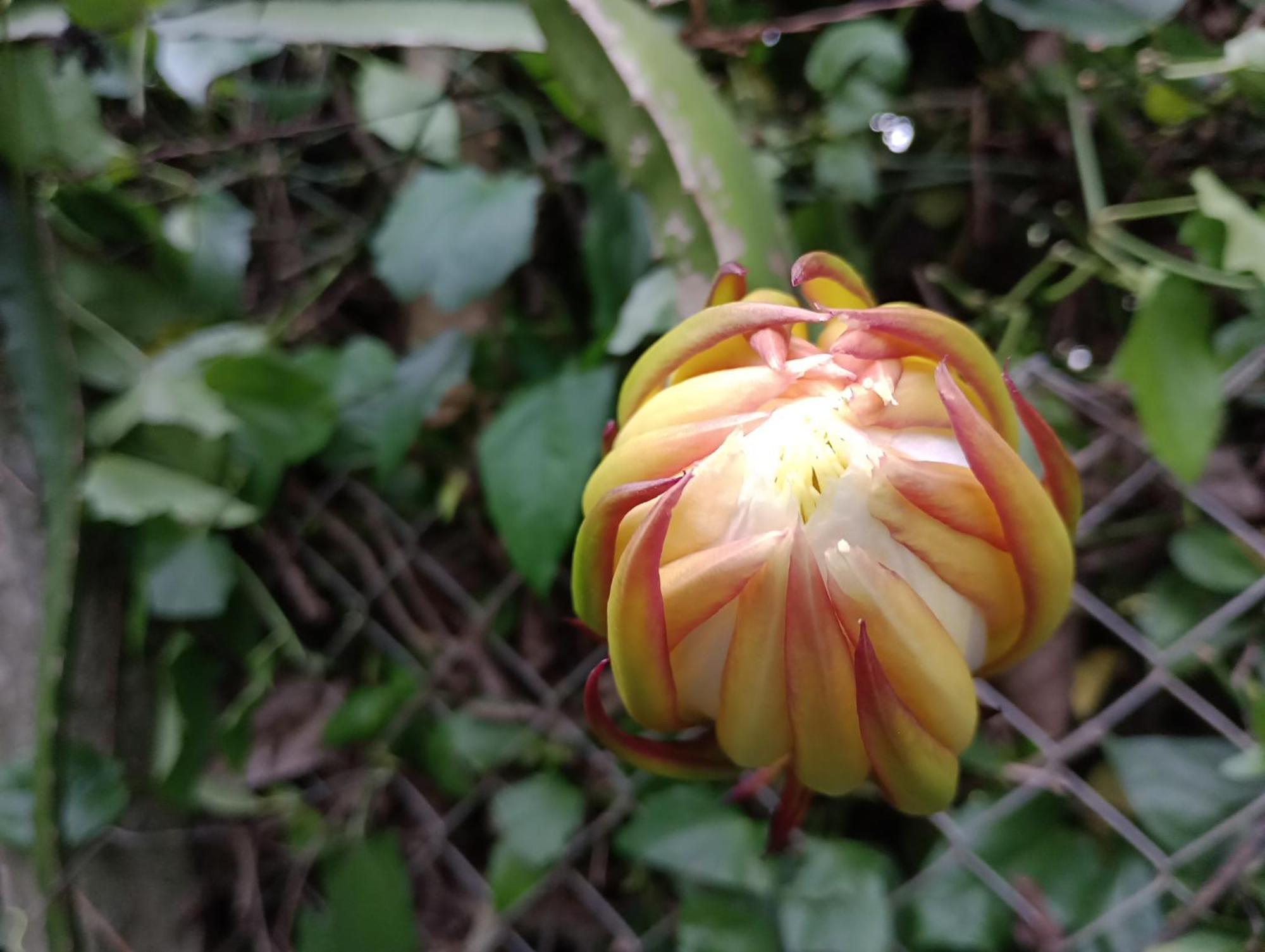 Pousada Chácara VIVALLI Holambra Exterior foto