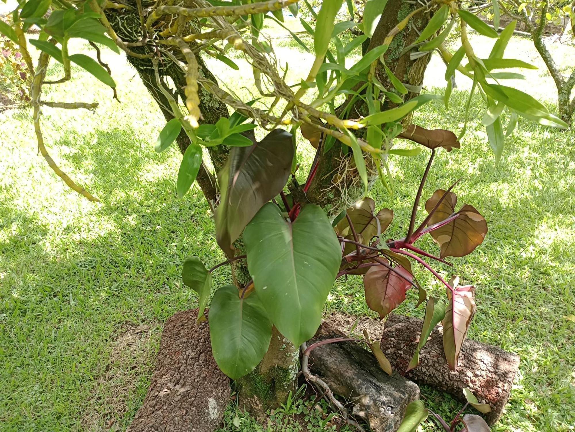 Pousada Chácara VIVALLI Holambra Exterior foto