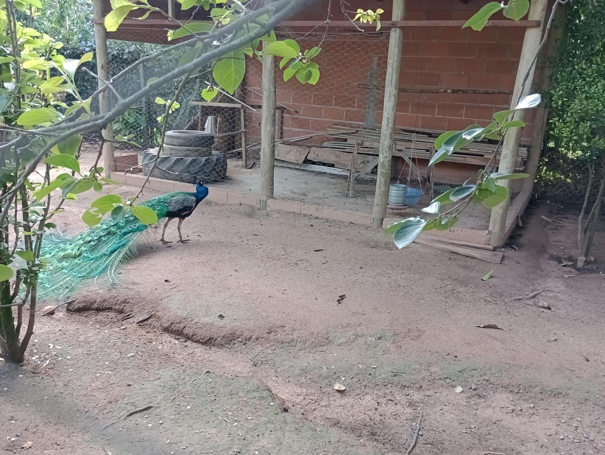 Pousada Chácara VIVALLI Holambra Exterior foto